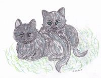 Black cats